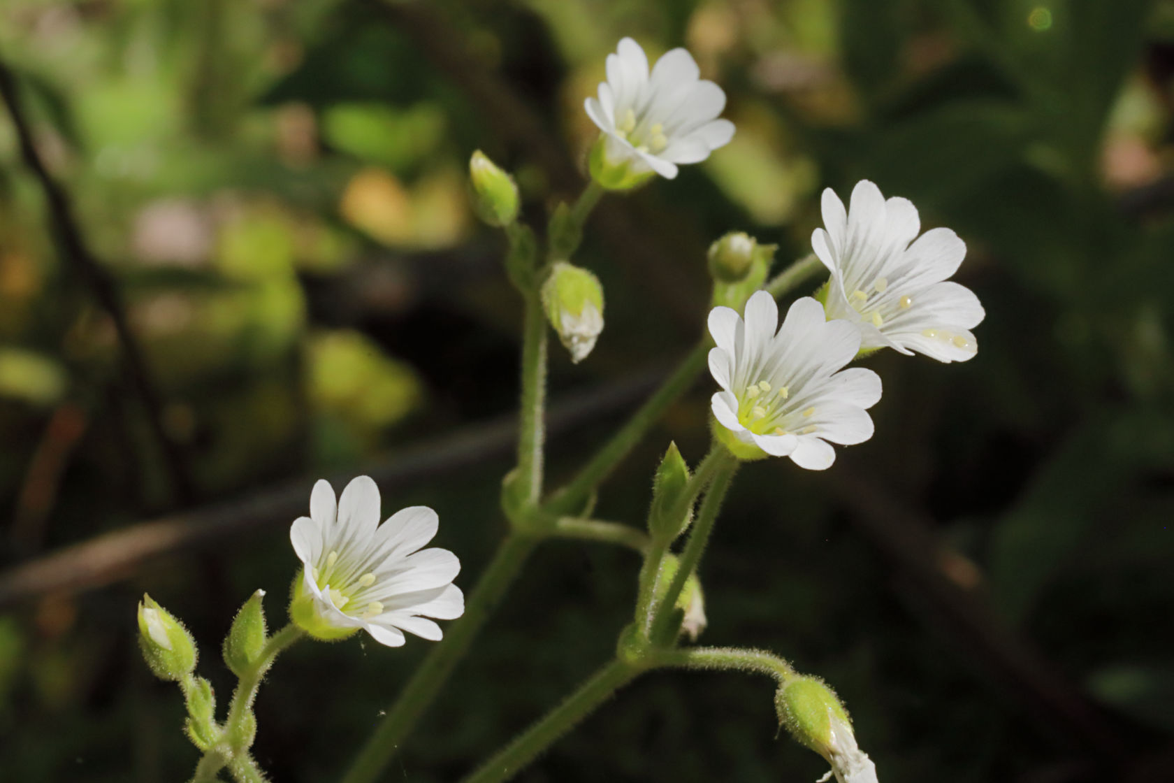 Boreal Chickweed