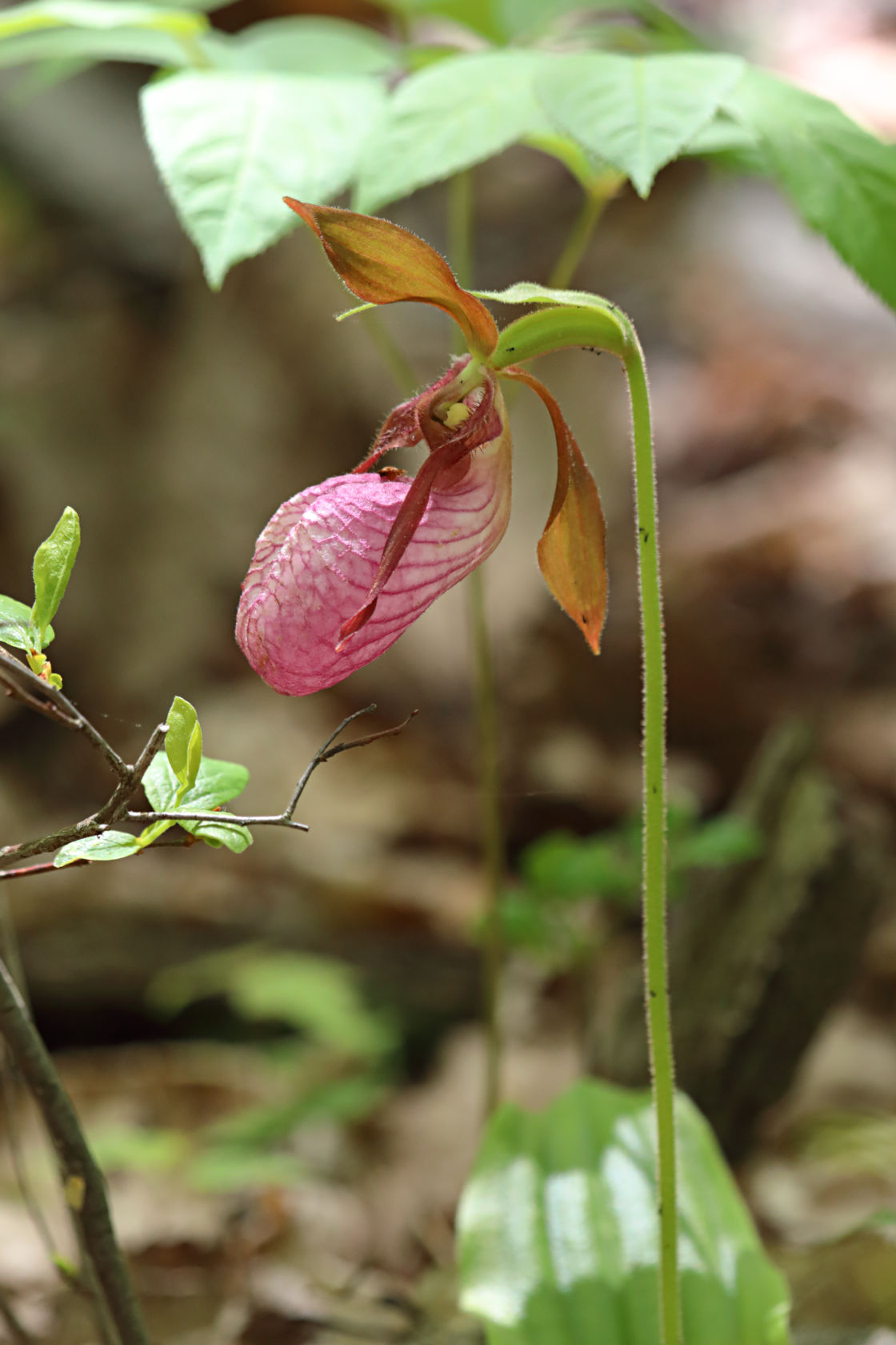 Pink Lady's Slipper