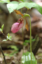 Pink Lady's Slipper