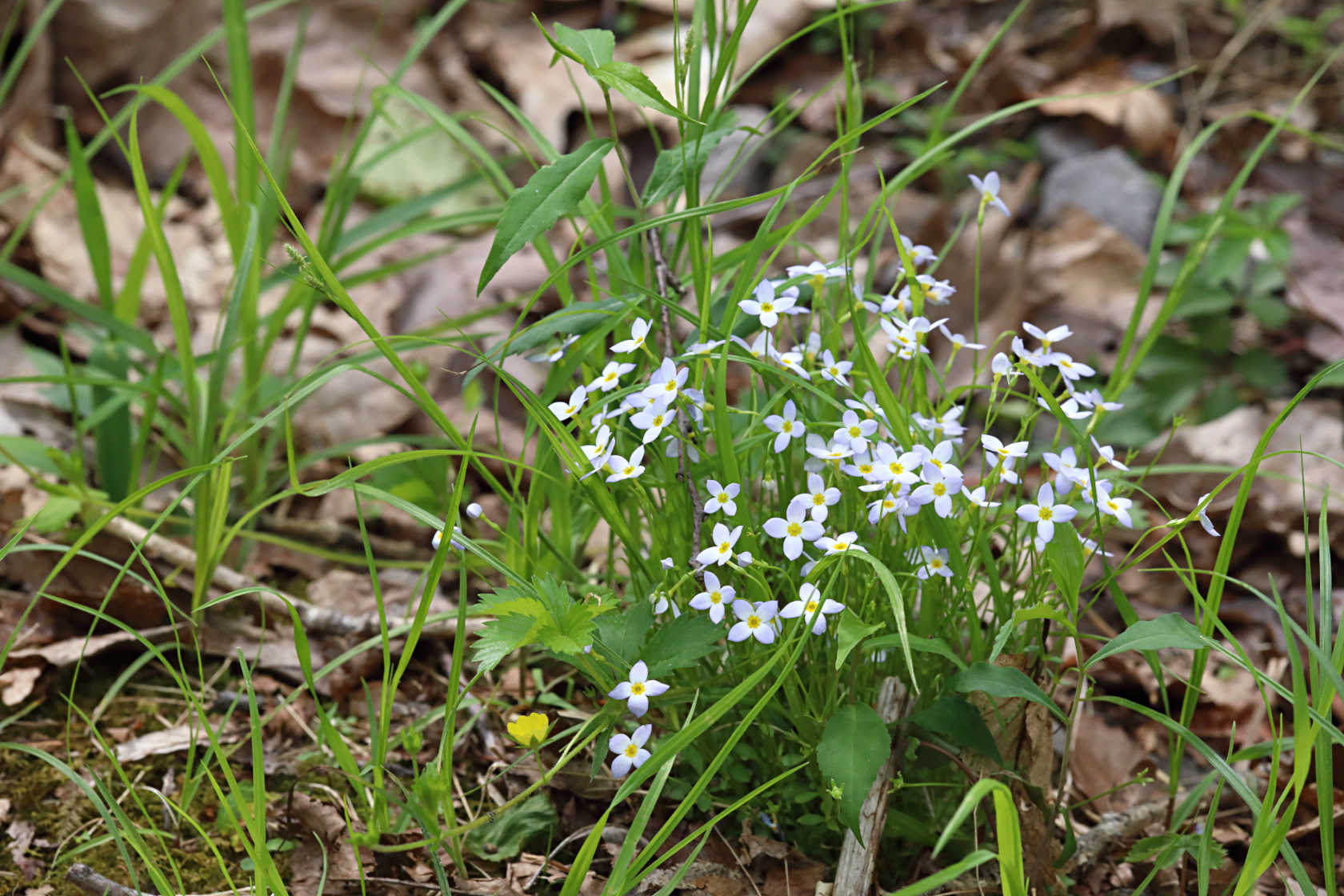 Azure Bluets