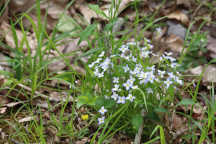 Azure Bluets