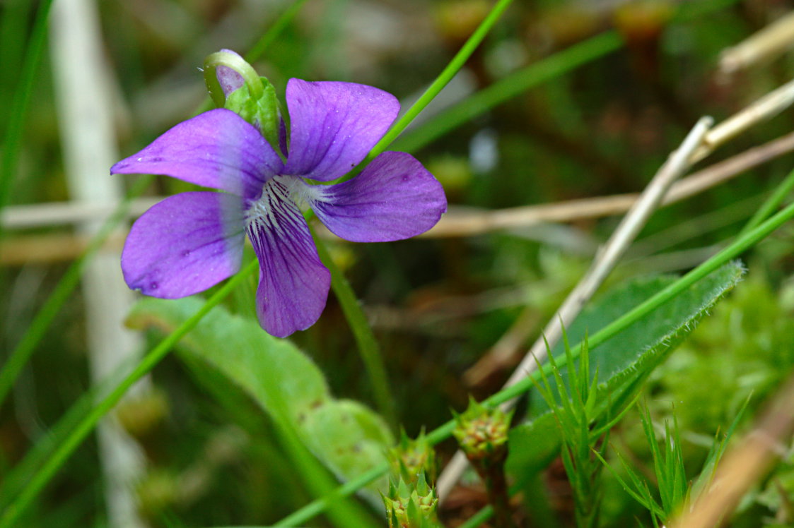 Arrow-Leaved Violet