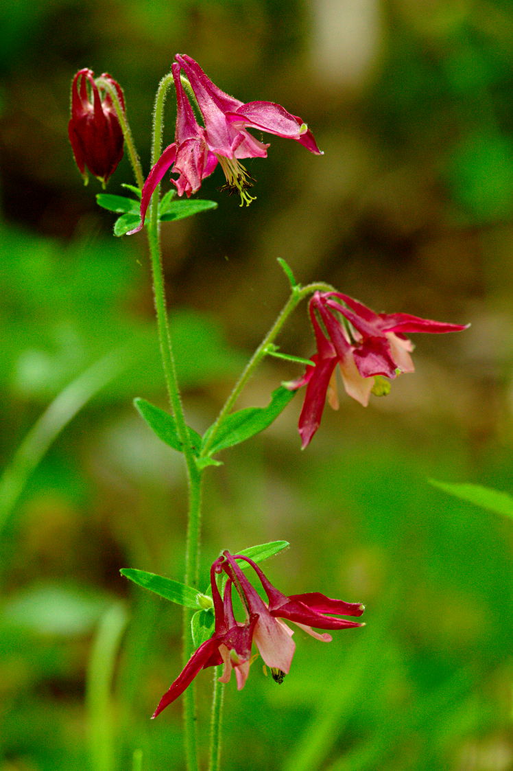 Columbine