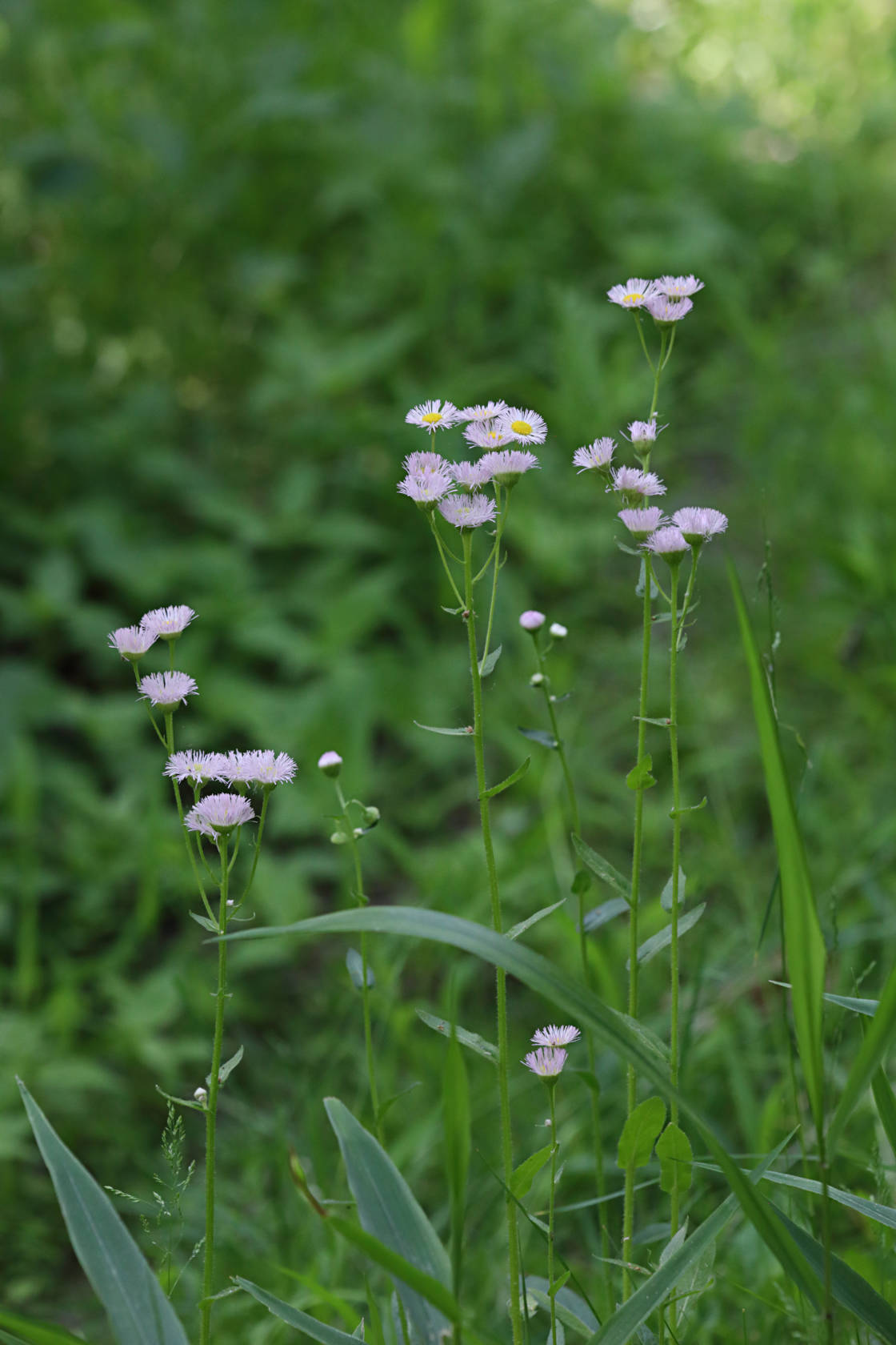 Common Fleabane