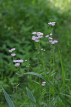 Common Fleabane