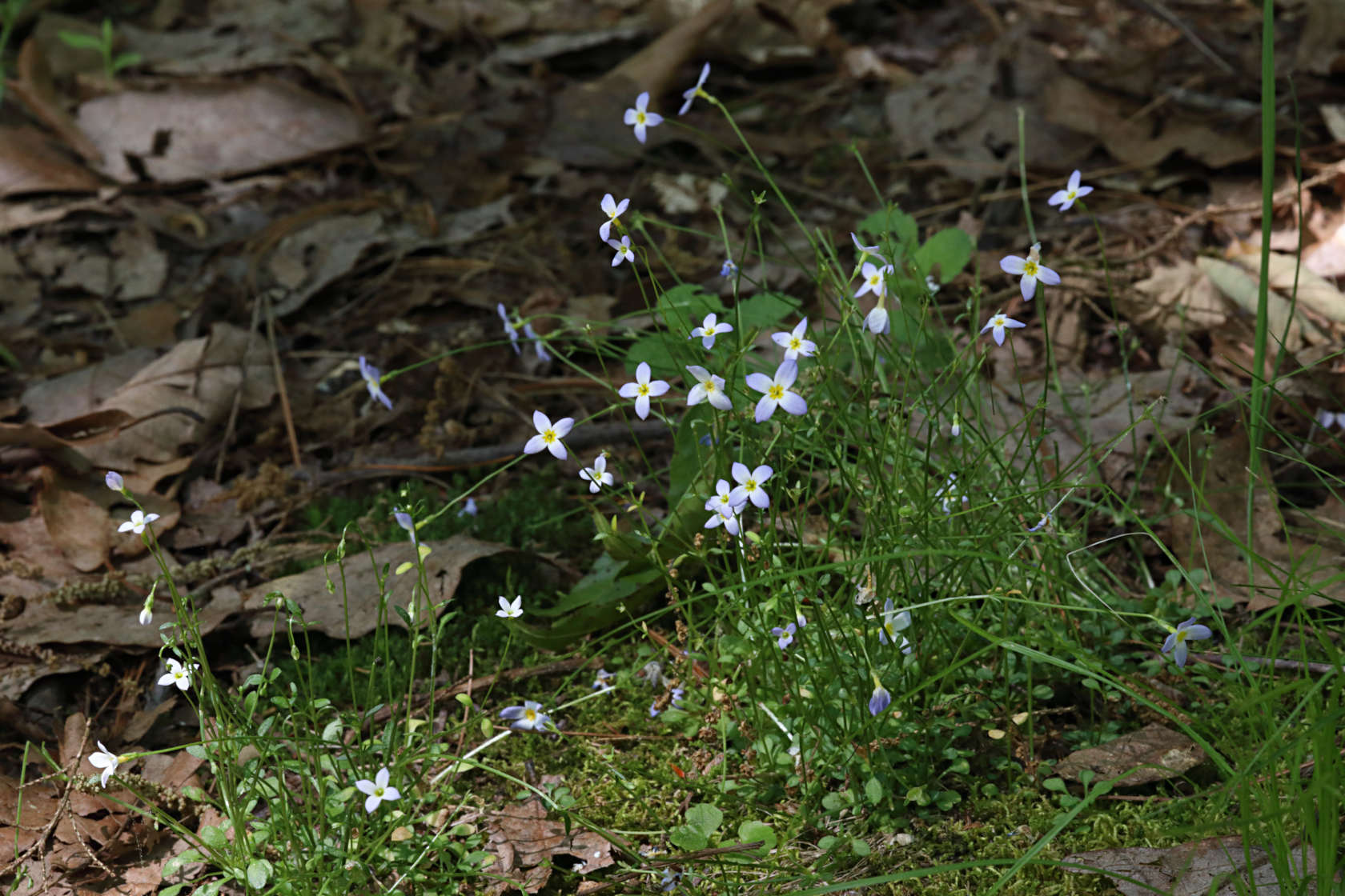 Azure Bluets