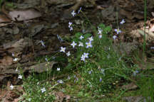 Azure Bluets