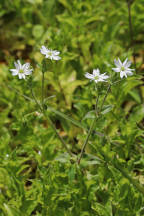 Water Chickweed