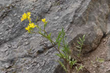 Creeping Yellow Cress