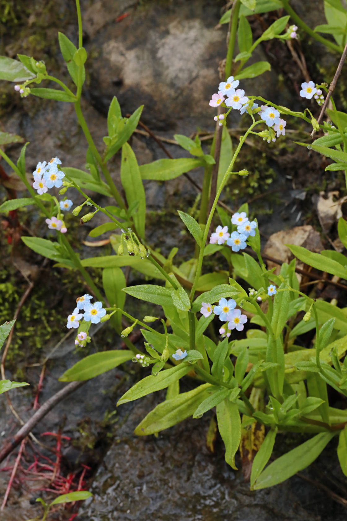 True Forget-Me-Not