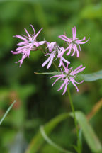 Ragged Robin