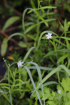 Common Stitchwort