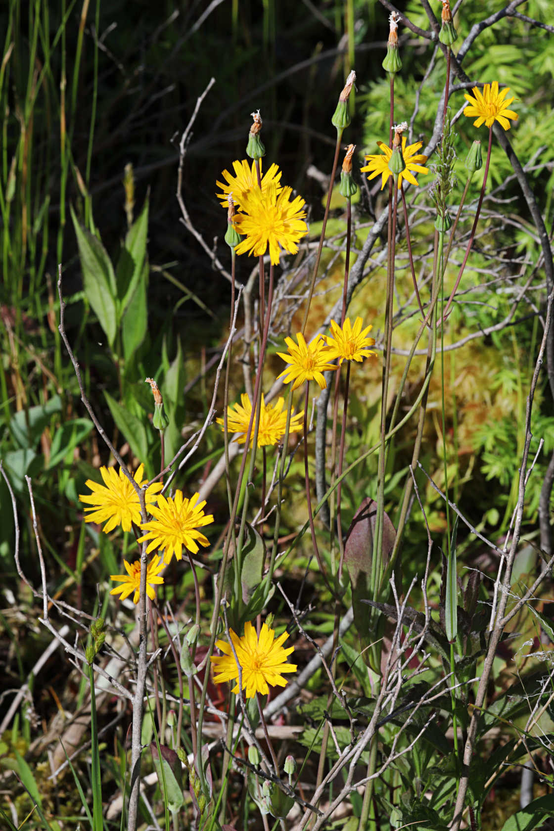 Orange Dwarf Dandelion