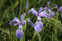 Northern Blue Iris