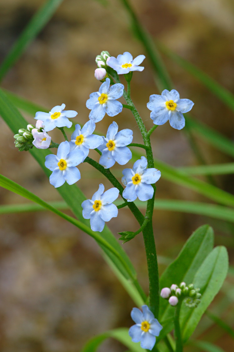 True Forget-Me-Not