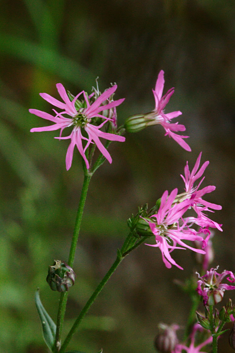 Ragged Robin