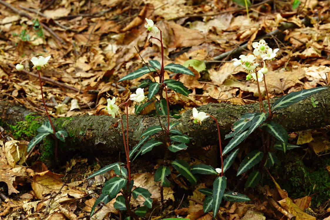 Spotted Wintergreen