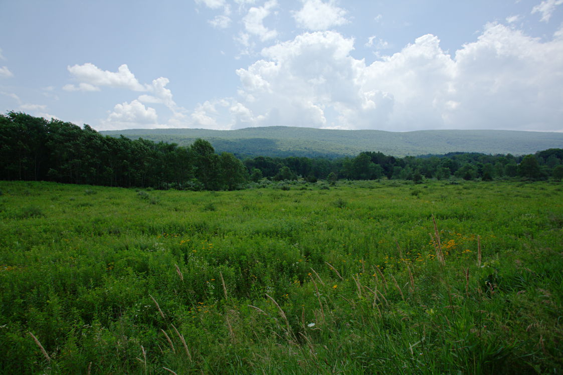 Mountain Meadow