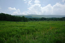 Mountain Meadow