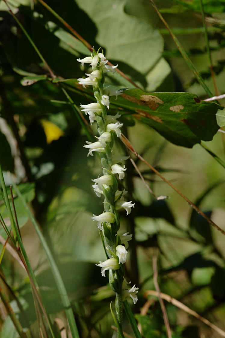 Yellow Ladies' Tresses