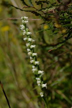 Yellow Ladies' Tresses