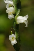 Yellow Ladies' Tresses