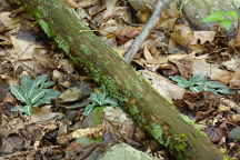 Downy Rattlesnake Plantain