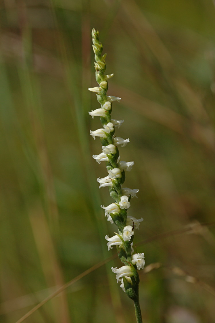 Yellow Ladies' Tresses