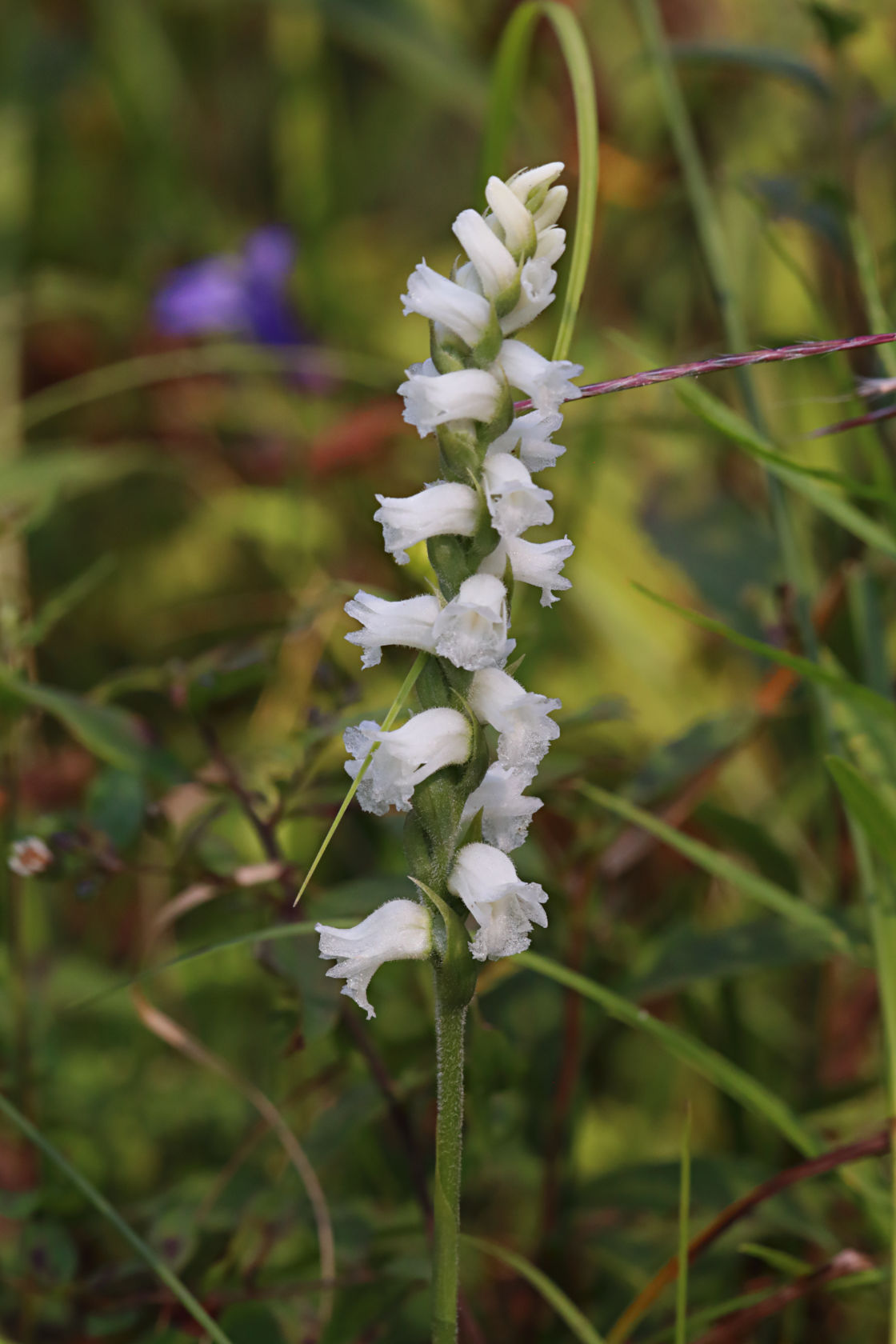 Appalachian Ladies' Tresses