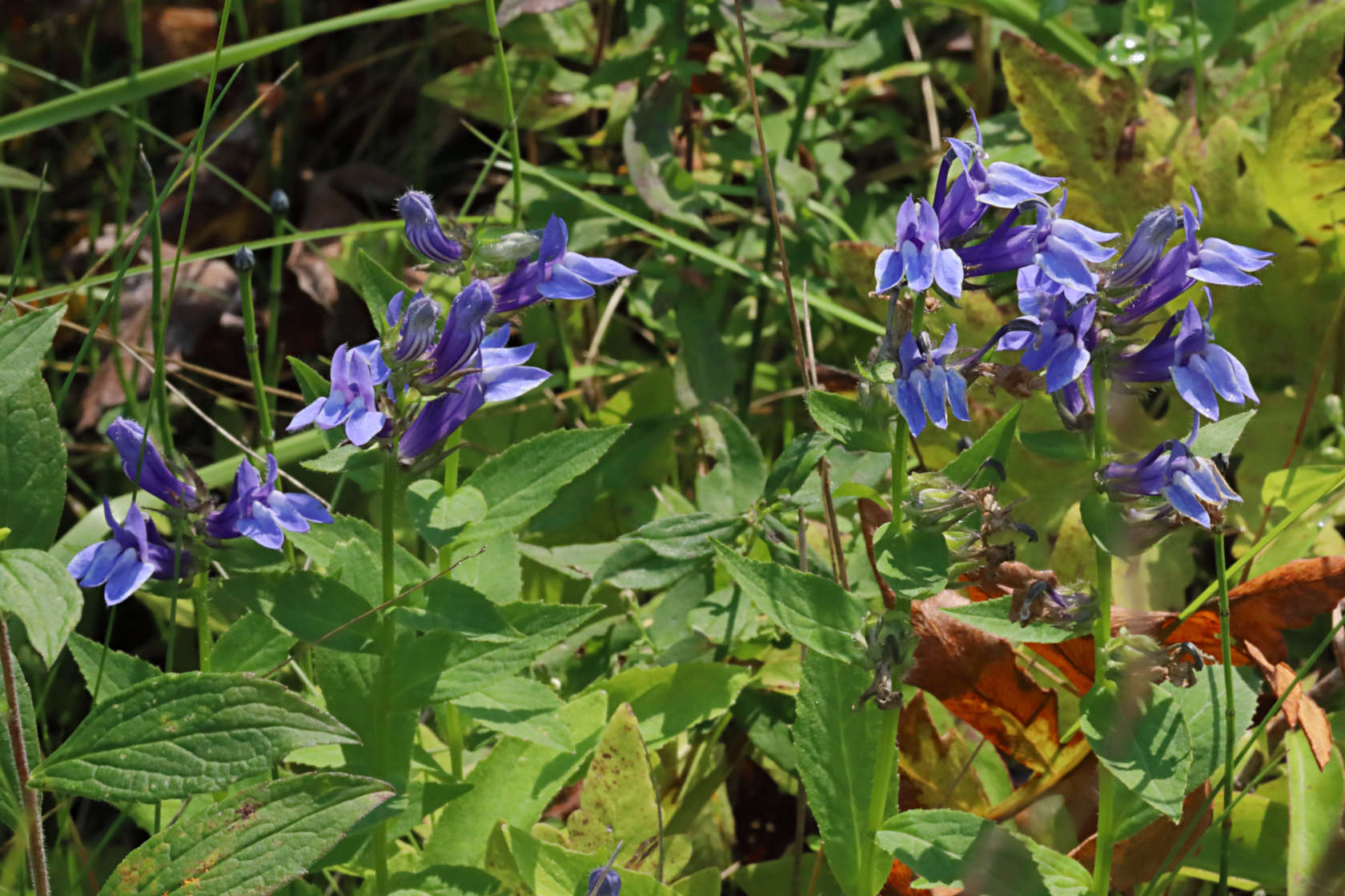 Great Blue Lobelia