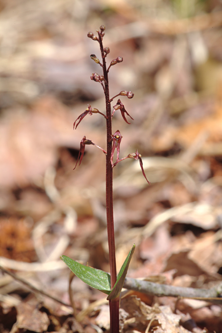 Southern Twayblade