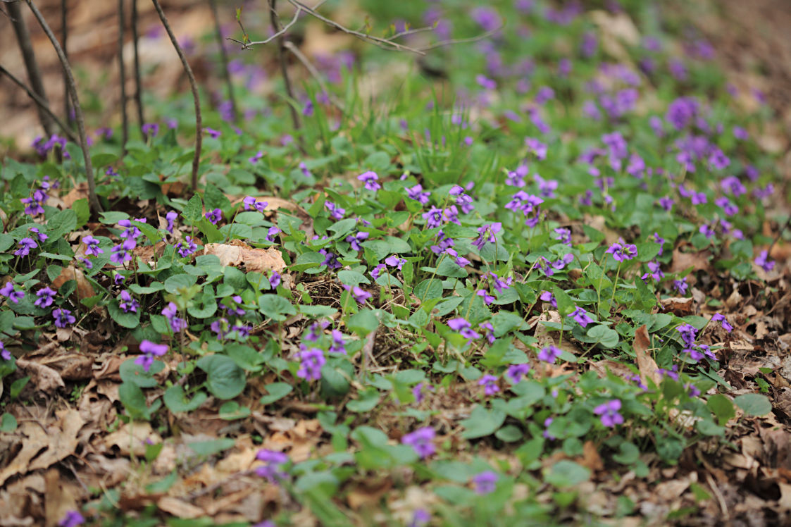 Common Blue Violet