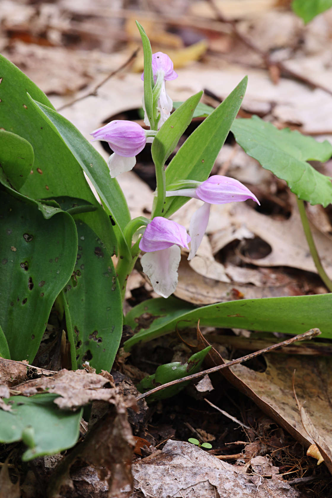 Showy Orchid