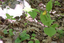 Showy Orchid and Large Yellow Lady's Slipper