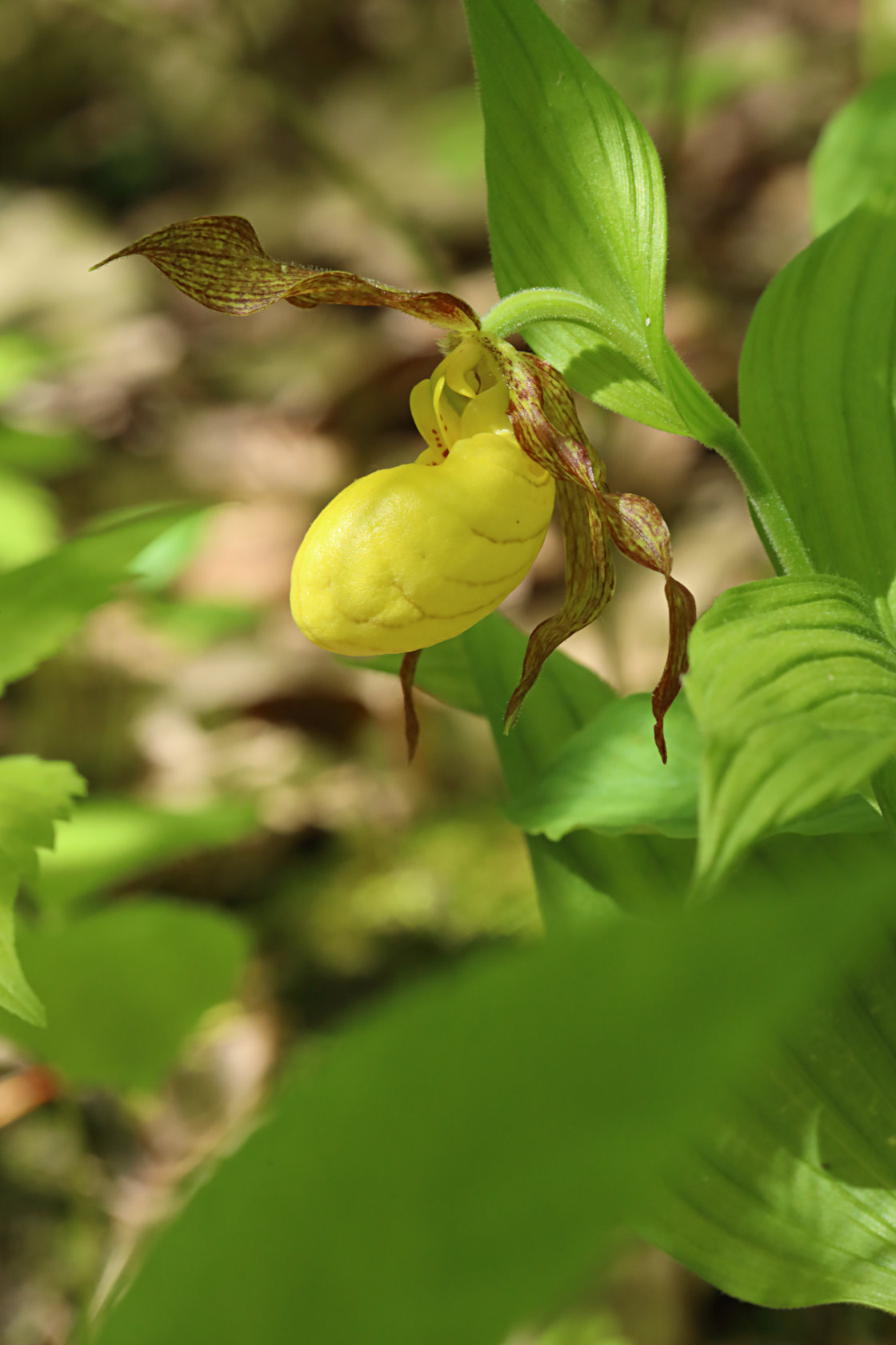 Large Yellow Lady's Slipper