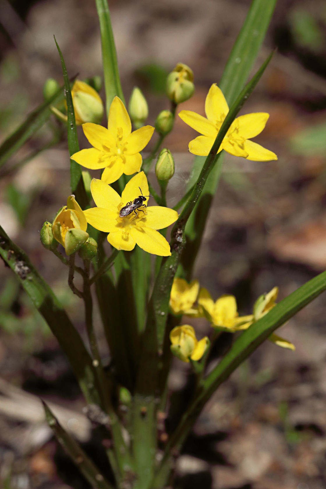 Yellow Stargrass