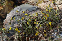 Coltsfoot