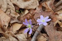Round-Lobed Hepatica