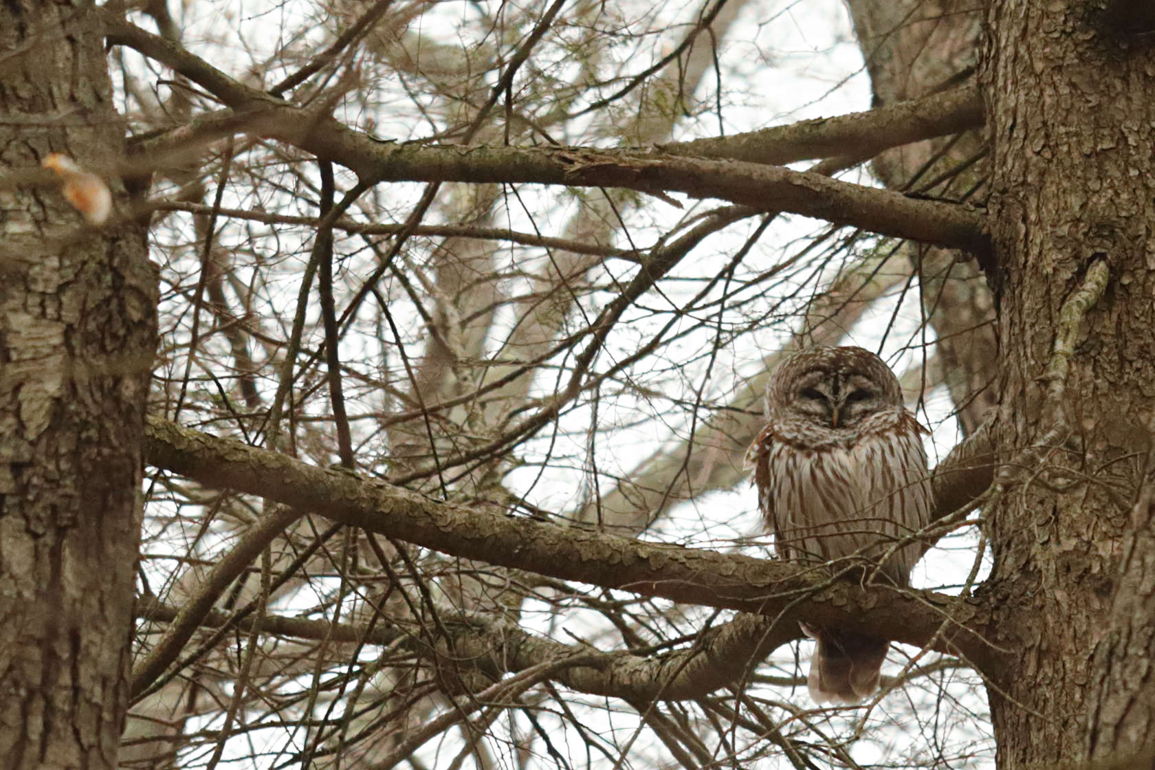Barred Owl
