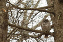 Barred Owl