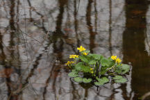 Marsh Marigold