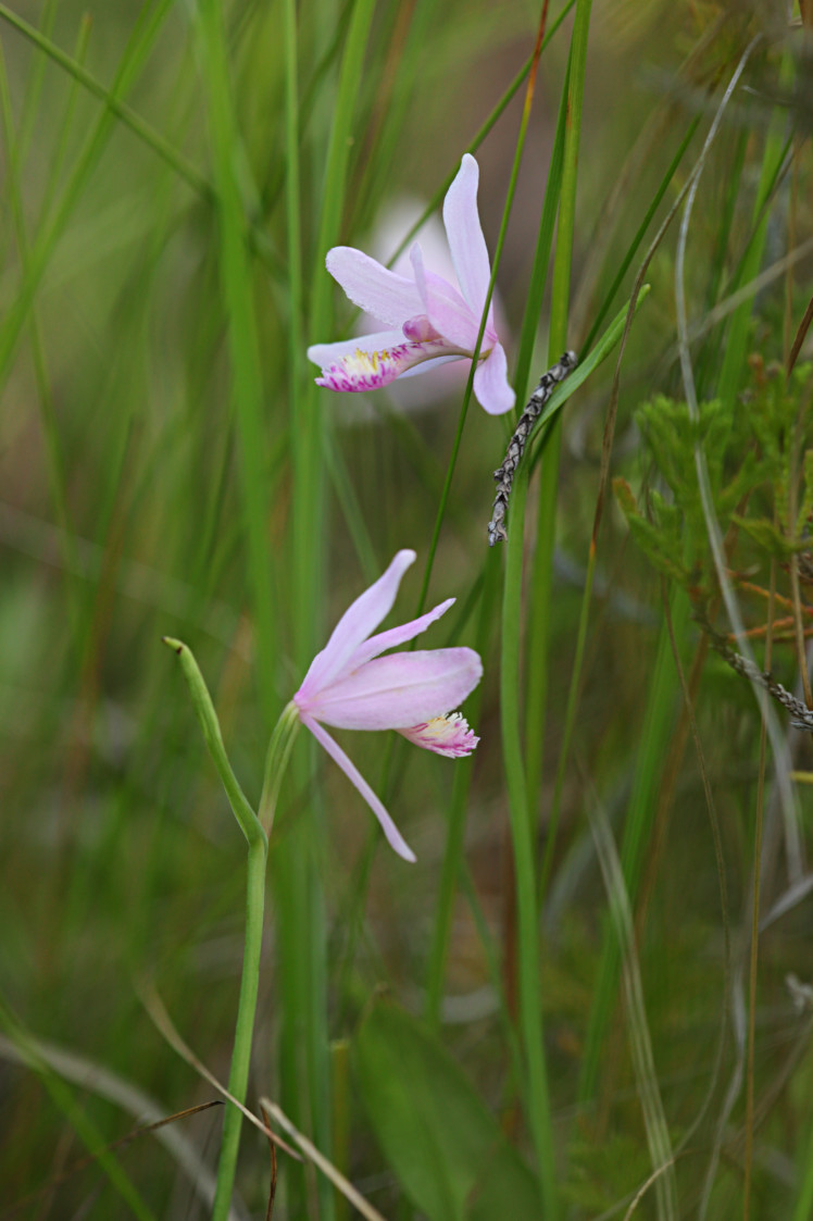 Rose Pogonia