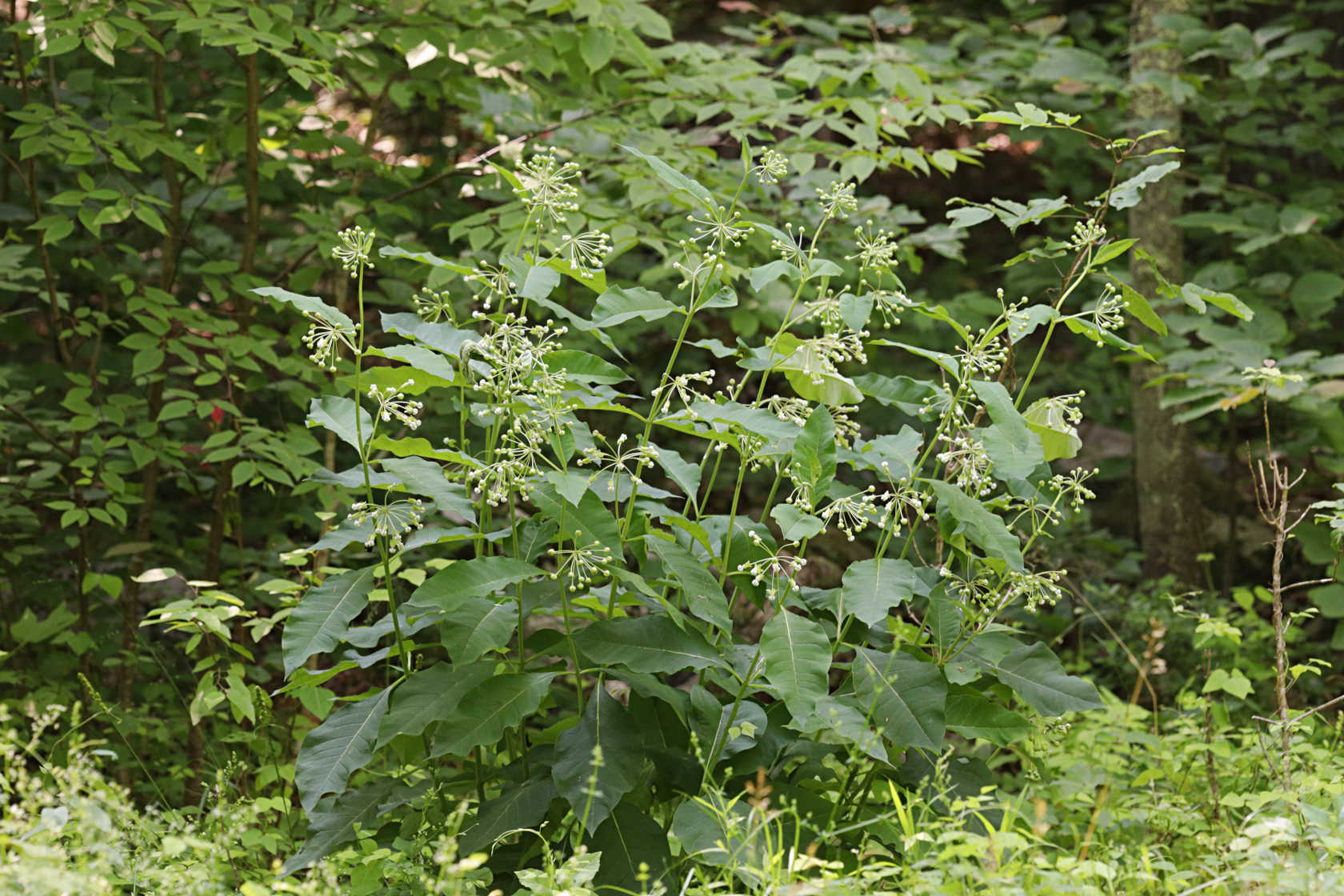 Tall Milkweed