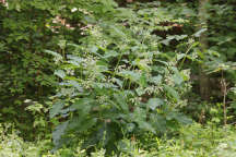 Tall Milkweed