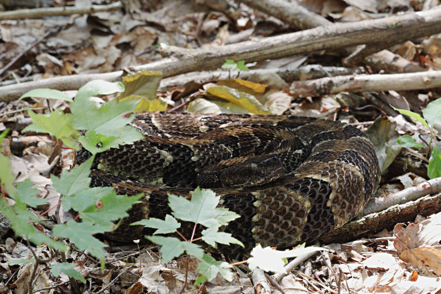 Timber Rattlesnake