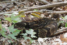 Timber Rattlesnake