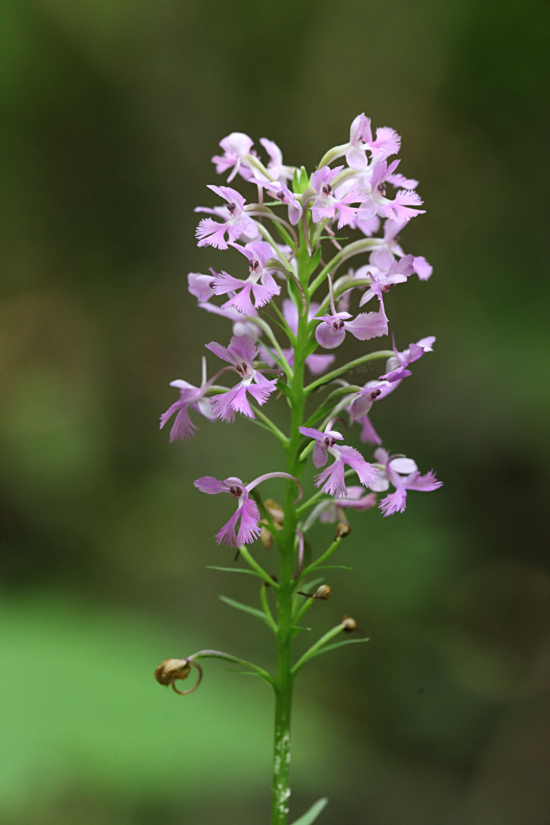 Small Purple Fringed Orchid