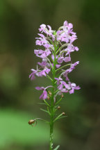 Small Purple Fringed Orchid