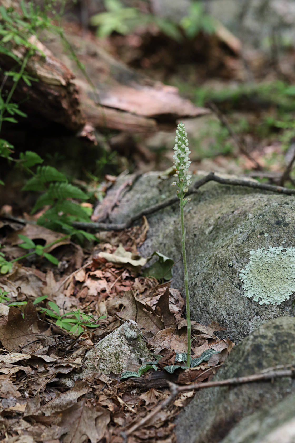 Downy Rattlesnake Plantain