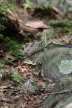 Downy Rattlesnake Plantain